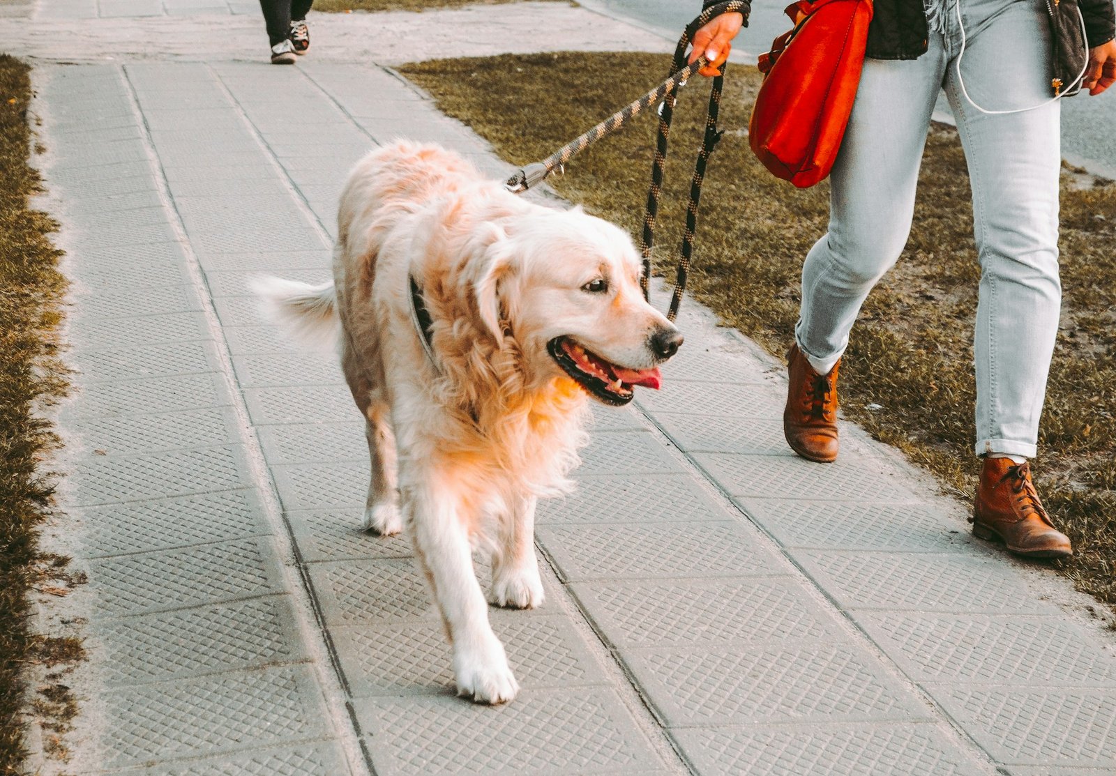 When to walk your dog? Find out the best time of day