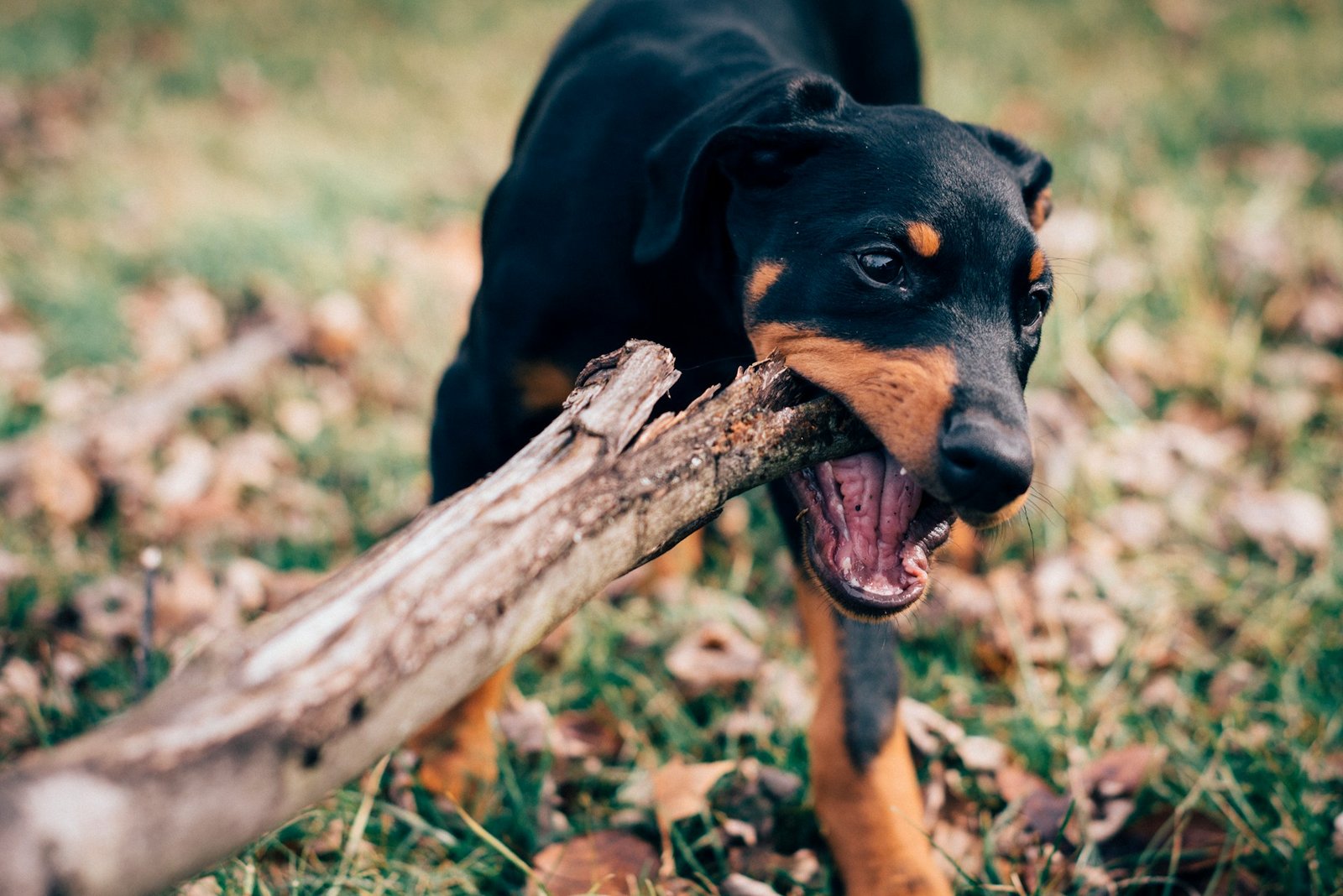 Learn the way to improve the behavior of a destructive canine! - Image