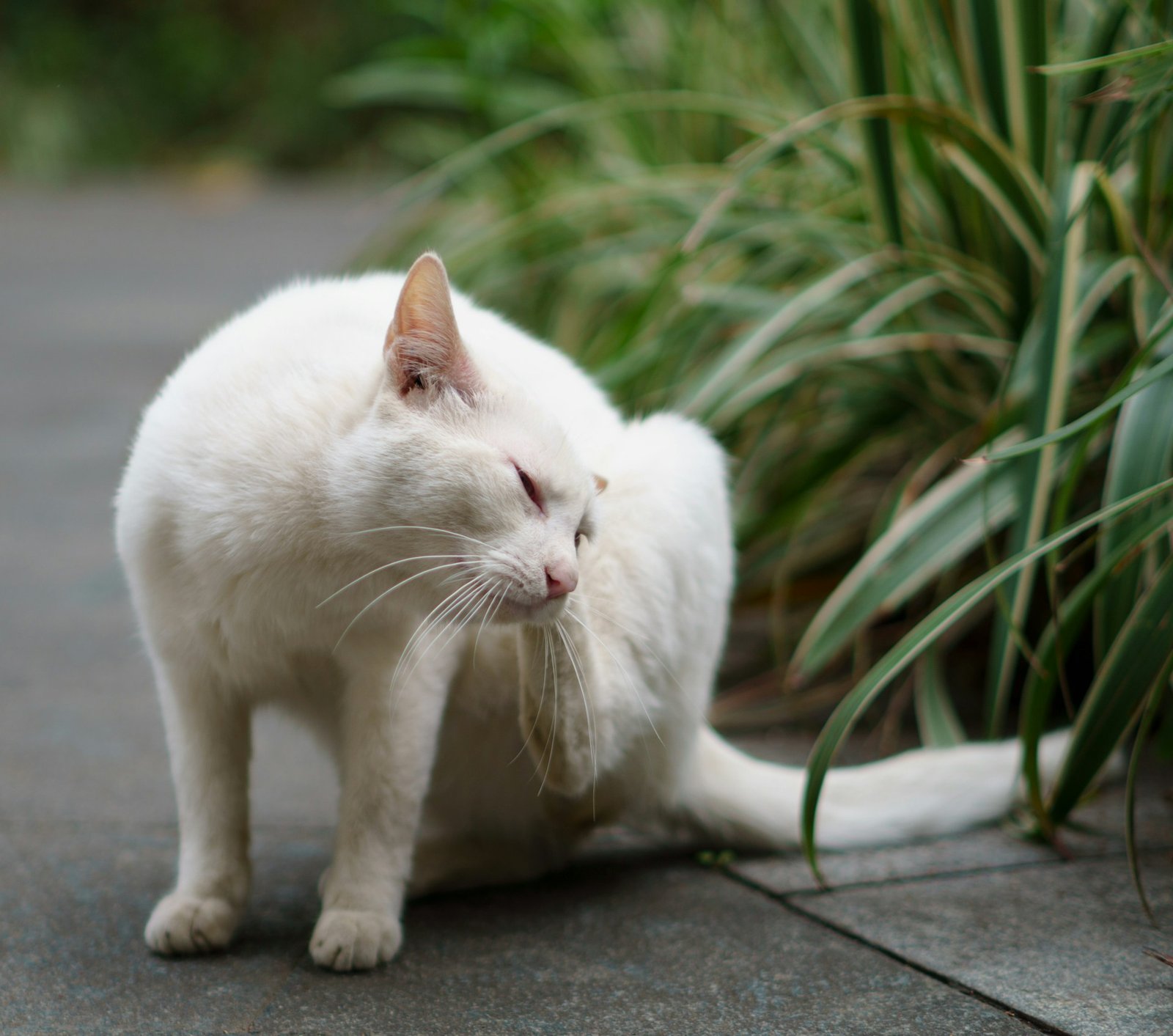 How to get rid of cat fleas: check out these tips