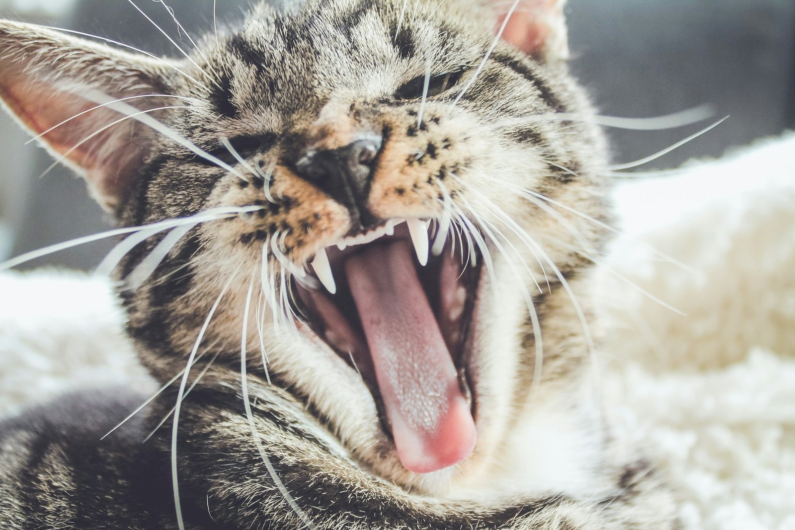 Cat with toothache: pay attention to the signs!