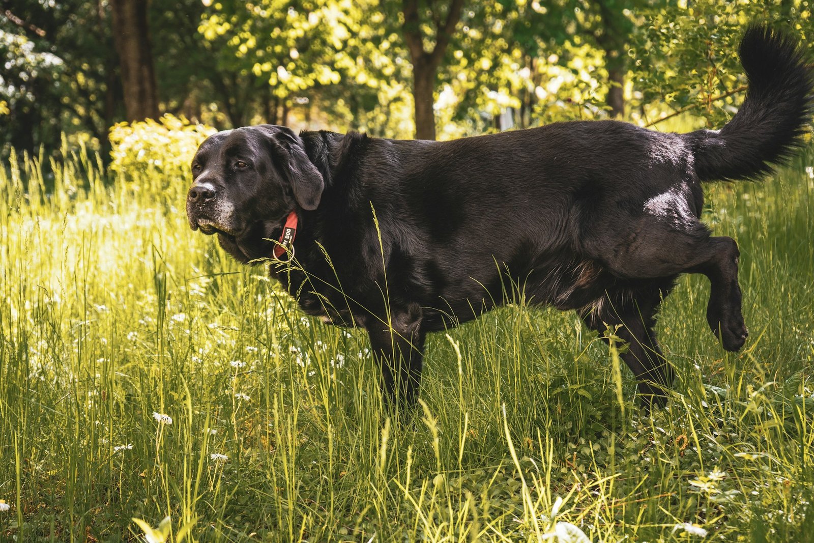 Dog with urinary incontinence: learn how to help your pet
