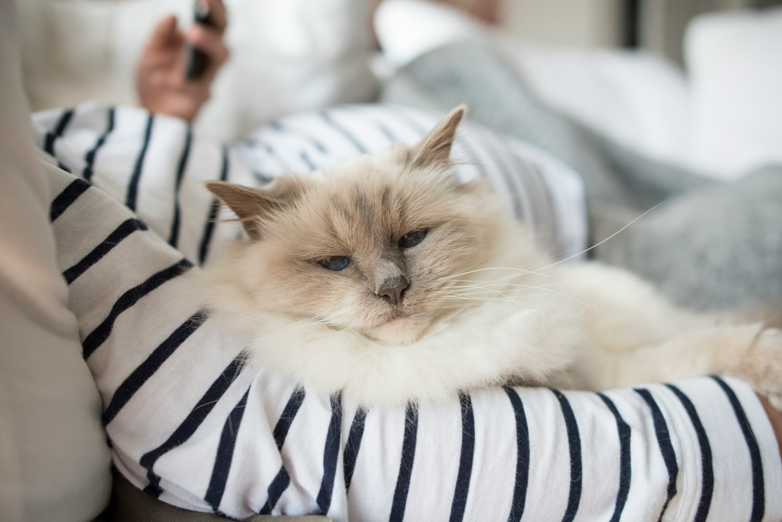Is your cat hot? Check out 5 ways to cool your pet down - Image