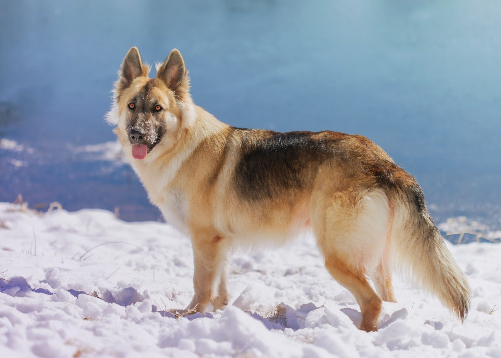 German Shepherd Husky Mix - Image